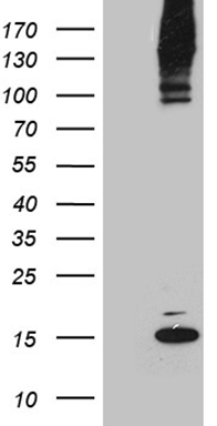 CNOT2 Antibody