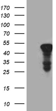 CNOT2 Antibody