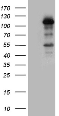 CNOT2 Antibody
