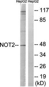 CNOT2 (Ab-101) Antibody
