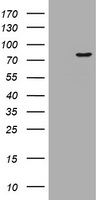 CNOT4 Antibody