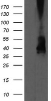 CNOT4 Antibody