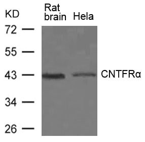CNTFR Antibody