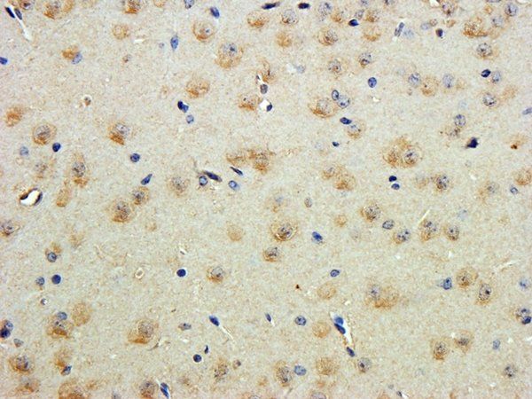 contactin 1 (aa585-870) Antibody