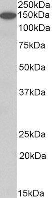 contactin 1 (aa585-870) Antibody