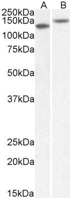 contactin 1 (aa585-870) Antibody
