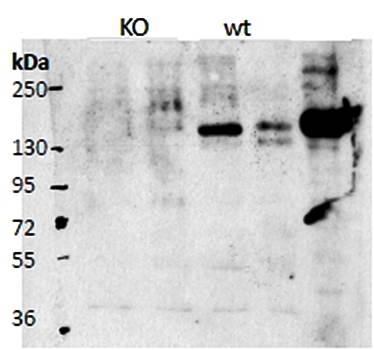Contactin 4/Big-2 (mouse aa160-172) Antibody