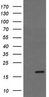 ARCN1 Antibody