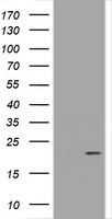 ARCN1 Antibody