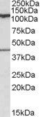 Goat anti-COG1 Antibody