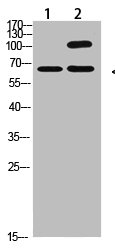 COL13A1 Antibody