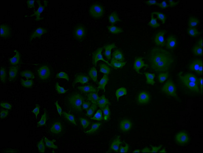 COL18A1 Antibody