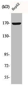COL4A6 Antibody