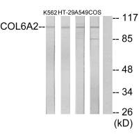 COL6A2 Antibody