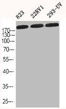 COL1A2 Antibody