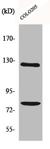 COL1A2 Antibody