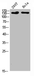 COL1A2/COL1A1 Antibody