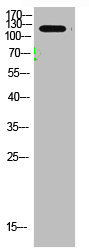 COL1A2 Antibody