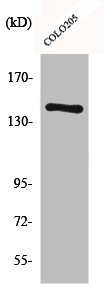 COL2A1 Antibody