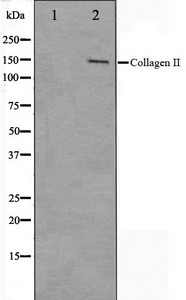 COL2A1 Antibody