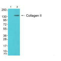 COL2A1 Antibody