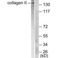 COL2A1 Antibody