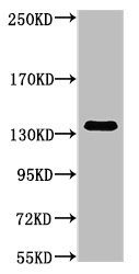 COL3A1 Antibody