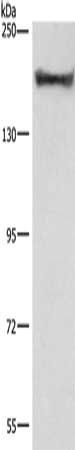 COL4A2 Antibody