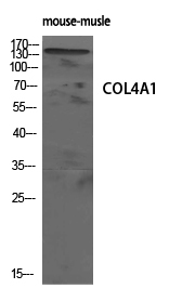 COL4A1 Antibody