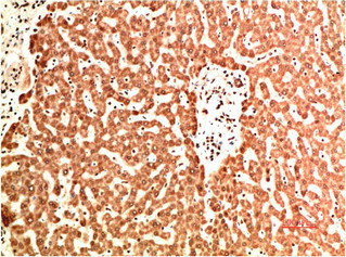 COL4A1 Antibody