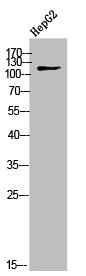 COL9A1 Antibody