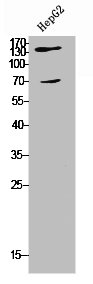 COL5A2 Antibody