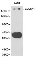 COL5A1 Antibody