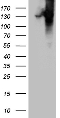 COL6A1 Antibody