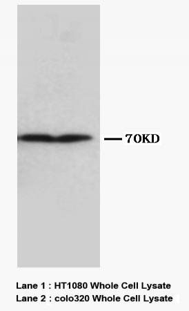 Collagen, Type III Col3a1 Antibody (Monoclonal, FH-7A)