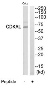 CDKAL Antibody