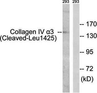 Collagen IV α3 (Cleaved-Leu1425) Antibody