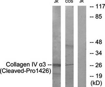 Collagen IV α3 (Cleaved-Pro1426) Antibody