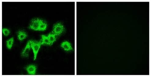 CDON Antibody
