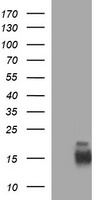 COMMD1 Antibody
