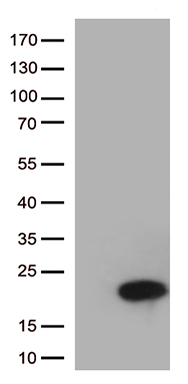 COMMD1 Antibody