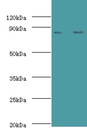 CFB Antibody (Biotin)