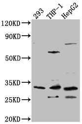 COMT Antibody