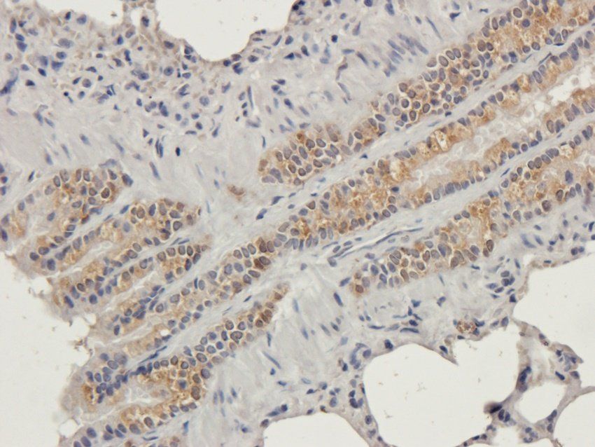 Connexin 40 Rabbit Polyclonal Antibody