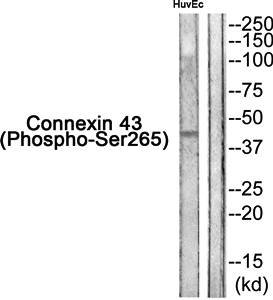 Connexin 43 (Phospho-Ser265) Antibody