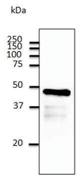 CX43 Antibody