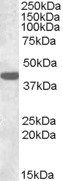 Connexin 43/GJA1 Antibody