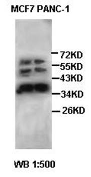 COPE Rabbit Polyclonal Antibody