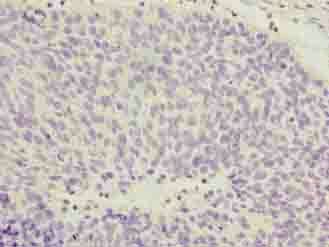 COPZ1 Antibody