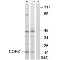 COPZ1 Antibody